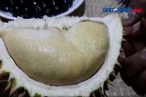 Puluhan Durian Montong Dibawa Kabur Maling, Pedagang Rugi Rp5 Juta