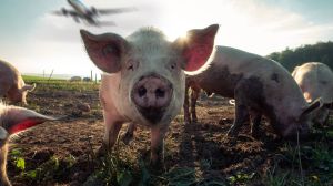Puluhan Babi Direkrut untuk Amankan Bandara Schiphol, Ini Penjelasan Ilmiahnya