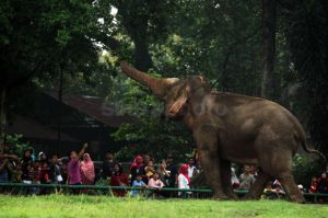 Taman Margasatwa Ragunan Kembali Buka pada Sabtu 23 Oktober