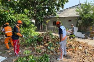 Antisipasi Jatuh Korban di Musim Penghujan, Pohon-pohon di Pulau Pramuka Dipangkas