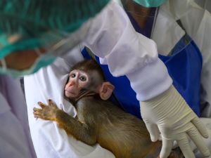 Ilmuwan Sebut Sperma Monyet Mampu Obati Pria Mandul