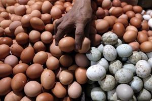 Produksi Melimpah, Telur Ayam Ras Diproyeksi Surplus 200.000 Ton di 2021