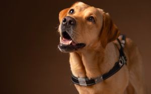Suara Anjing Memiliki Beragam Arti dan Pemilik Perlu Mengetahui