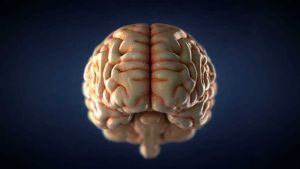 Ilmuwan Terkejut Lihat Potongan Otak Manusia Hidup selama 12 Jam