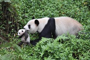Panda Terbesar di Dunia, Habitat Ada di Sichuan China