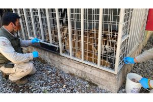 Kebun Binatang di Chili Uji Vaksin COVID-19 untuk Singa dan Harimau