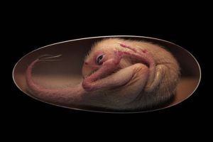 Disebut Fosil Terindah, Ini Embrio Dinosaurus Berusia 66 Juta Tahun