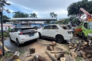 Pohon Sengon Tumbang Timpa 2 Mobil Mahal di Parkiran RS Pelni