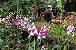 Ekspor Tanaman Hias Indonesia Kian Indah, Naik 69,7 Persen