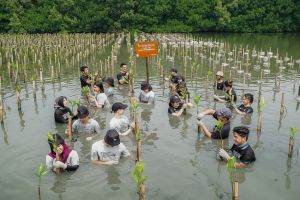 Dukung Penghijauan di Indonesia, Cathay Pacific Tanam 3.000 Pohon Bakau