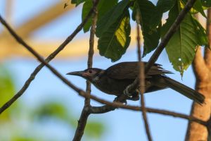 Serunya Liburan ke Morotai, Bisa Melihat Burung Langka dari Dekat