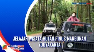 Jelajah Wisata Hutan Pinus Mangunan Yogyakarta