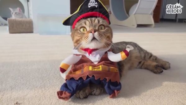 12 Profesi Menarik dan Unik Kucing di Seluruh Dunia  Halaman 2