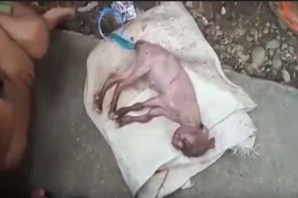 Gempar! Seekor Kambing di Aceh Selatan Melahirkan Bayi Menyerupai Wajah Manusia