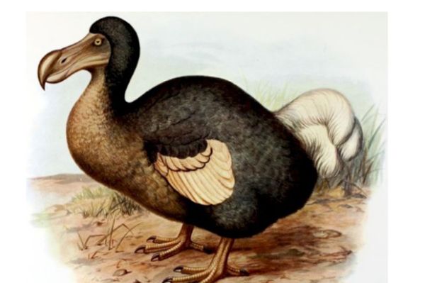 Dodo adalah salah satu spesies burung besar yang tidak bisa terbang dan hab...