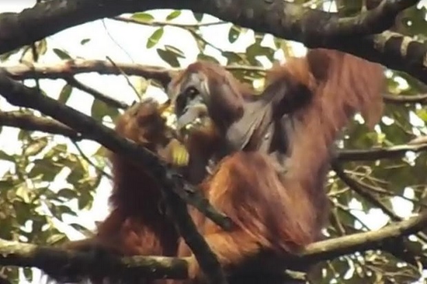 DNA Mirip Manusia Orangutan dan Kera Besar  Rawan 