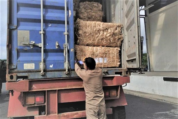 Talaud Ekspor 6 Ton Serat  Abaka ke Jepang Jadi Bahan Baku 