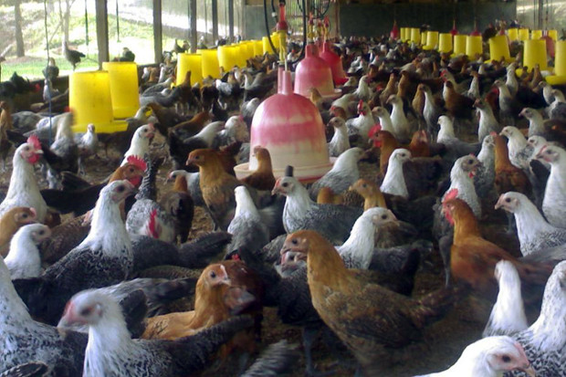 4400 Koleksi Gambar Hewan Ternak Ayam Gratis Terbaru