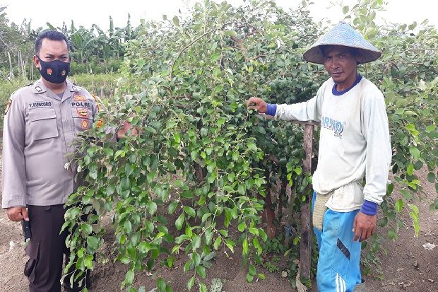 Apel Putsa Tumbuh Subur di Nimbokrang Jayapura