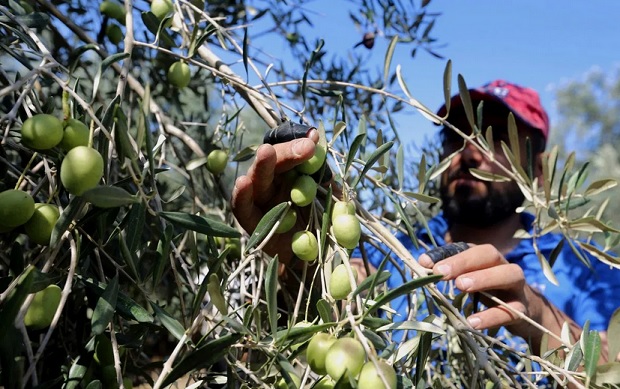 Israel Larang Warga Palestina ke Kebun Jelang Panen Zaitun