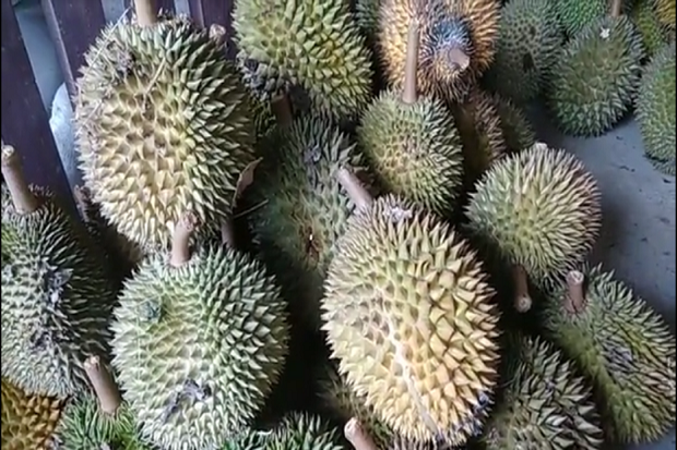 Petani Durian di Aceh Mengeluh, Buah Duriannya Kini Tak Lagi Berasa Manis