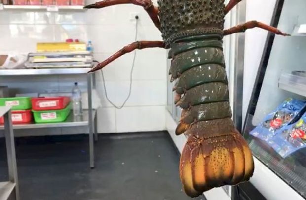 Temuan Baru, Pola Cangkang Lobster Membuat Beton Lebih Kuat