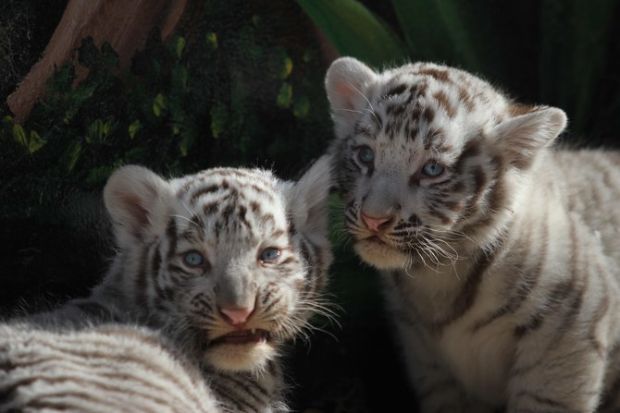 Dua Anak Harimau Putih di Pakistan Diduga Mati karena COVID-19