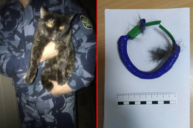 Coba Selundupkan Narkoba ke Penjara, Seekor Kucing Ditahan Polisi Rusia