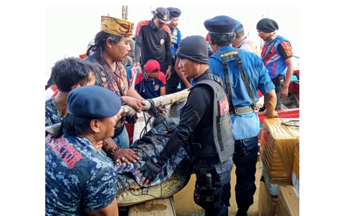 Penampakan Buaya 5 Meter Ditangkap Usai Serang Ibu Muda di Indragiri Hilir