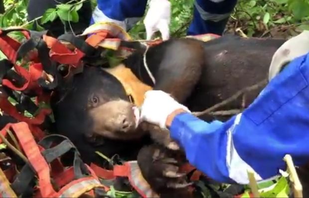 Beruang Madu di Pegunungan Aceh Terjerat Perangkap Babi Hutan