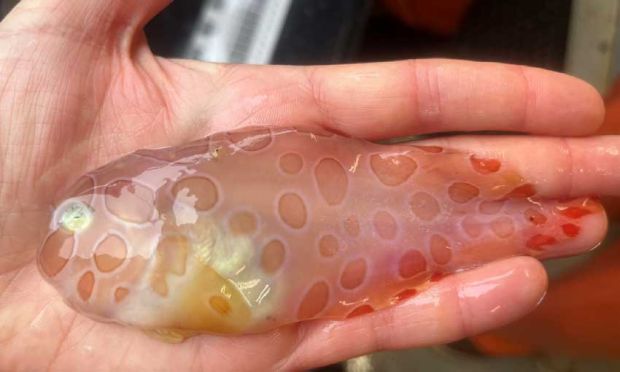 Penemuan Spesies Baru dari Bawah Es Alaska, Ikan Siput Ini Memiliki Badan Transparan