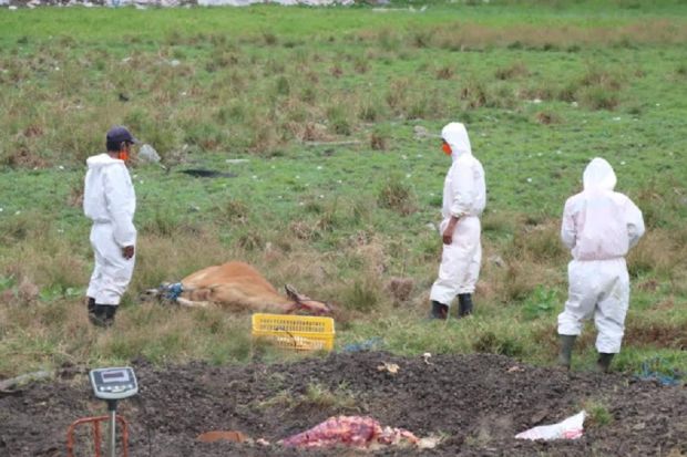 Terinfeksi Wabah PMK, 63 Ekor Sapi di Denpasar Dimusnahkan