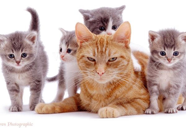 Bercermin dari Kisah Mueeza Kucing Kesayangan Nabi Muhammad SAW
