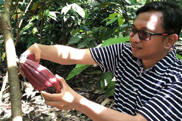 Serunya Memanen Buah Kakao di Kabupaten Pinrang Sulawesi Selatan
