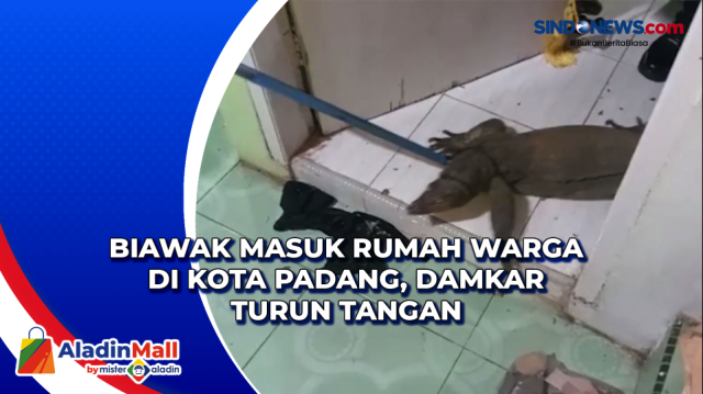 Biawak Masuk Rumah Warga di Kota Padang, Damkar Turun....