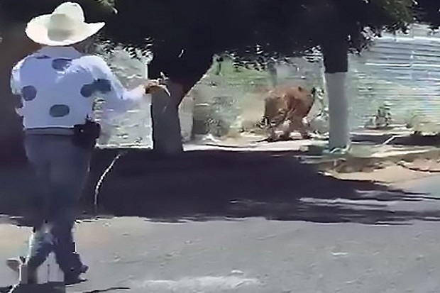 Seekor Harimau Berkeliaran di Jalan Meksiko dan Dikejar 3 Pria