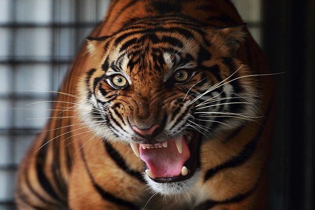 Harimau Pemakan Manusia Dihukum Seumur Hidup Tinggal di Penangkaran
