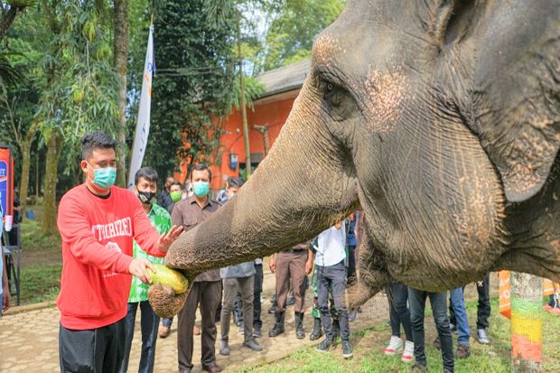 Medan Zoo Dibuka Lagi, Bobby Nasution Jadi Pengunjung Perdana