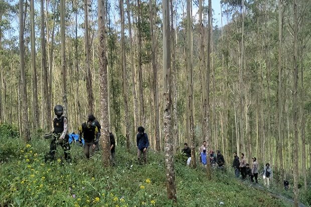 Polres Cimahi Ungkap 1 Hektare Ladang Ganja di Tengah Hutan