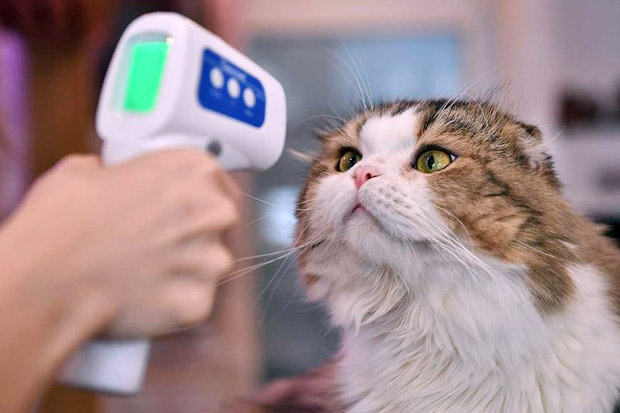 Peneliti Sebut Ada Indikasi Obat Kucing Sembuhkan Pasien COVID-19