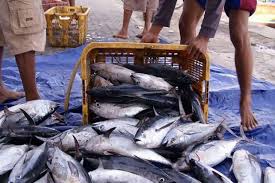 Ada Pasar Laut Indonesia, Teten: UMKM Perikanan Bakal Sejahtera
