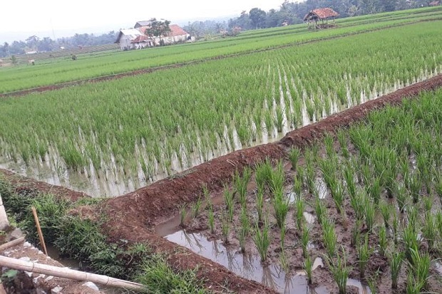 Dapat Alokasi 225 Hektare Lahan PATB, Petani Diminta Genjot Produksi Padi