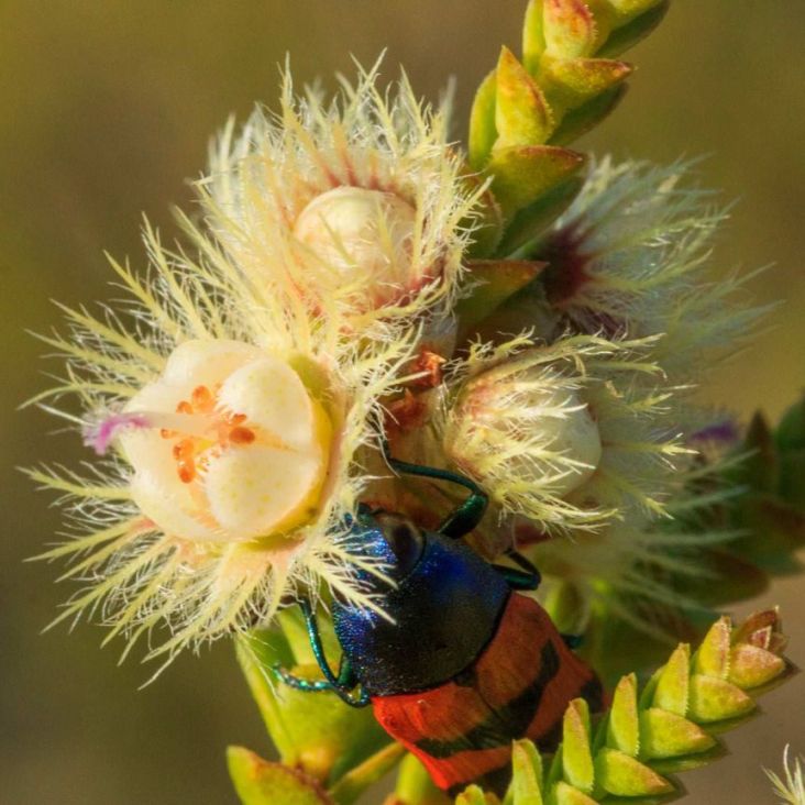 Pria Australia Temukan Bunga Bulu Hybrid yang Eksotis