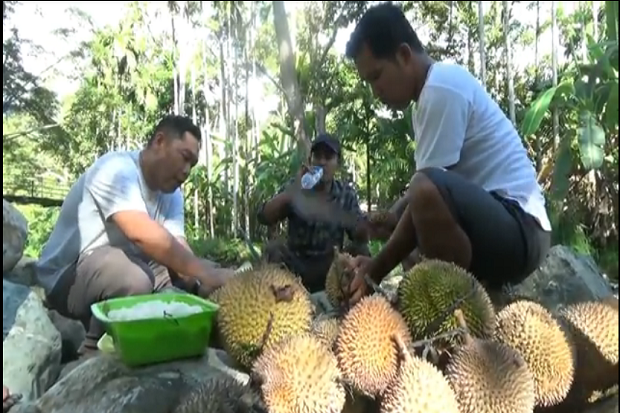Asyiknya Berburu Durian di Aceh Selatan, dan Menikmatinya di Tepian Sungai