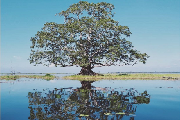 Misteri Pohon Setia Raja di Danau Melintang, Ada Kehidupan Kota Tak Terlihat