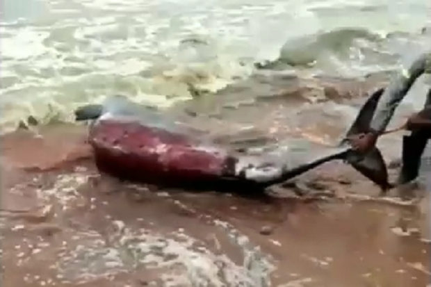 Penuh Luka, Ikan Paus Terdampar di Lokasi Pembangunan Pelabuhan Mempawah