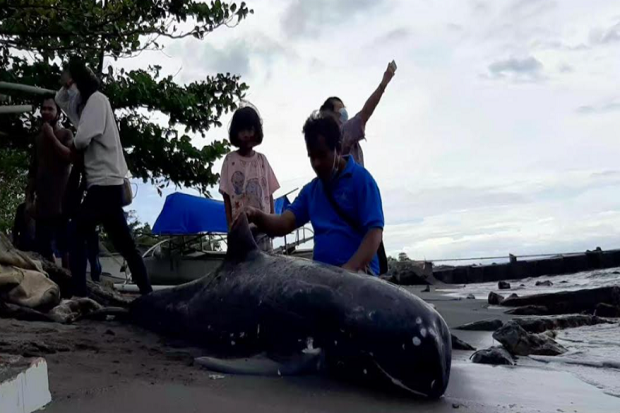 Nelayan Temukan Seekor Anakan Ikan Paus Pilot Mati Terdampar di Bibir Pantai Kalasey