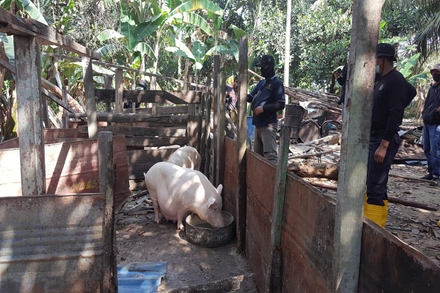 Tambang Pasir Ilegal dan Ternak Babi di Kawasan KKOP Hang Nadim Ditertibkan