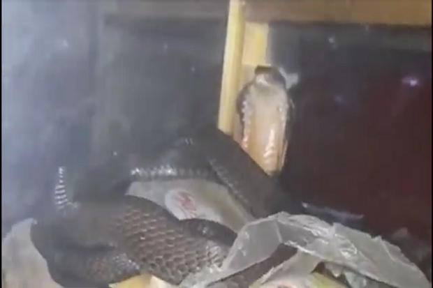Bersembunyi di Lemari Kaca, Ular Kobra Sepanjang 1,5 Meter Gegerkan Warga Bener Meriah
