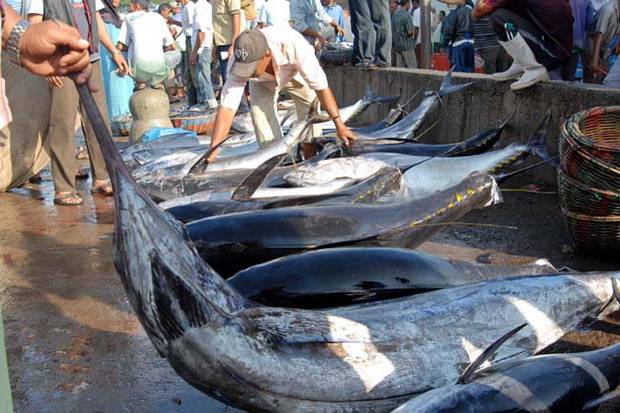 Jadi Sumber Ikan Tuna Terbesar di Dunia, Indonesia Gercep Daftar ke PBB